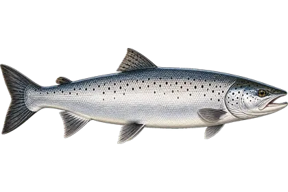 Atlantic Salmon