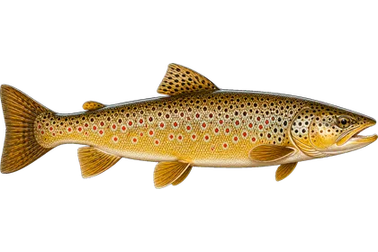 Brown Trout