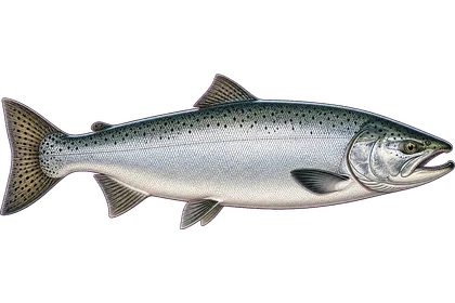 Chinook Salmon