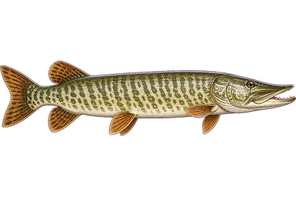 Muskellunge